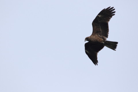 2016/11月 SIGMA150-600C+7D2 焦点距離600mm F8 ss1/2000 ISO400 Case3