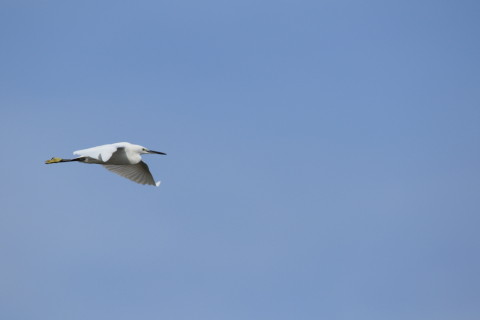 2016/11月 SIGMA150-600C+7D2 焦点距離600mm F8 ss1/1250 ISO200 Case3