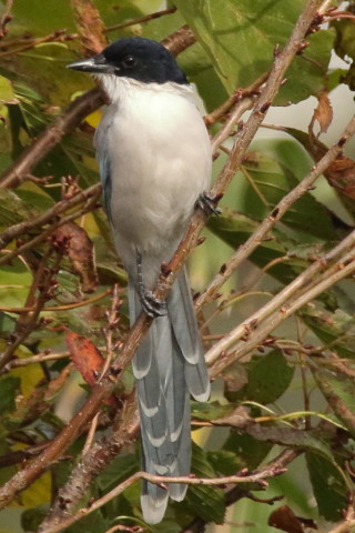 トリミング 2016/11月 SIGMA150-600C+7D2 焦点距離600mm F8 ss1/1250 ISO1250