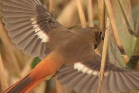 トリミング 2016/11月 SIGMA150-600C+7D2 焦点距離600mm F8 ss1/1250 ISO1250 Case3