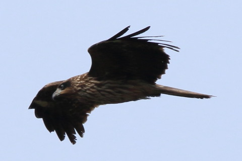 トリミング 2016/11月 SIGMA150-600C+7D2 焦点距離600mm F8 ss1/1250 ISO250 Case3