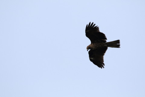 2016/11月 SIGMA150-600C+7D2 焦点距離600mm F8 ss1/1250 ISO250 Case3