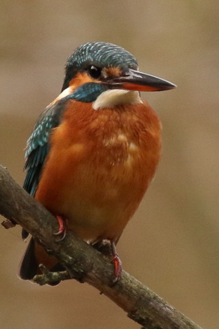 トリミング 2016/11月 SIGMA150-600C+7D2 焦点距離600mm F8 ss1/500 ISO1250