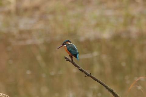 2016/11月 SIGMA150-600C+7D2 焦点距離600mm F8 ss1/1600 ISO3200
