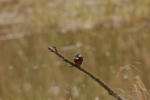 2016/11月 SIGMA150-600C+7D2 焦点距離600mm F8 ss1/2000 ISO3200