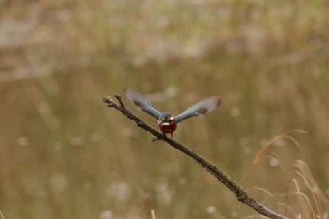 2016/11月 SIGMA150-600C+7D2 焦点距離600mm F8 ss1/2000 ISO3200 Case3