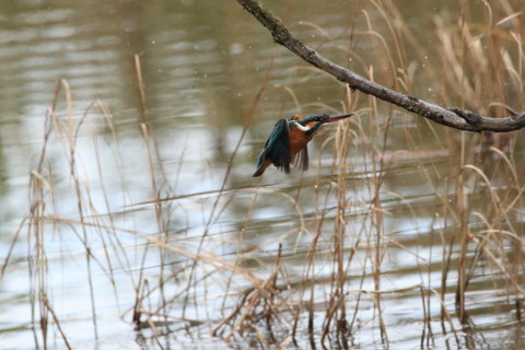 2016/11月 SIGMA150-600C+7D2 焦点距離600mm F8 ss1/2000 ISO3200 Case3