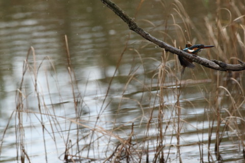 2016/11月 SIGMA150-600C+7D2 焦点距離600mm F8 ss1/2000 ISO3200 Case3