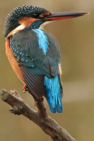 トリミング 2016/11月 SIGMA150-600C+7D2 焦点距離562mm F8 ss1/1000 ISO3200