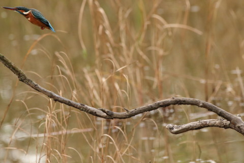 2016/11月 SIGMA150-600C+7D2 焦点距離562mm F8 ss1/1000 ISO3200 Case3