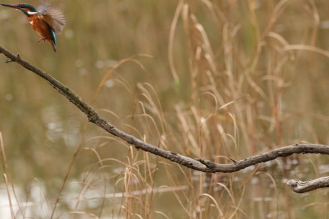 2016/11月 SIGMA150-600C+7D2 焦点距離562mm F8 ss1/1000 ISO3200 Case3