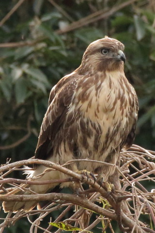 トリミング 2016/11月 SIGMA150-600C+7D2 焦点距離600mm F8 ss1/640 ISO3200