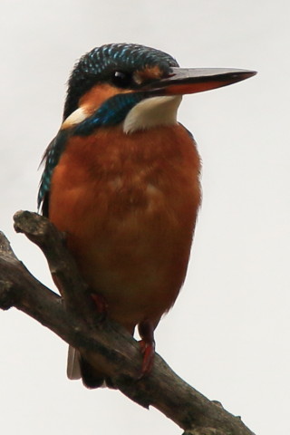 トリミング 2016/11月 SIGMA150-600C+7D2 焦点距離600mm F8 ss1/250 ISO100
