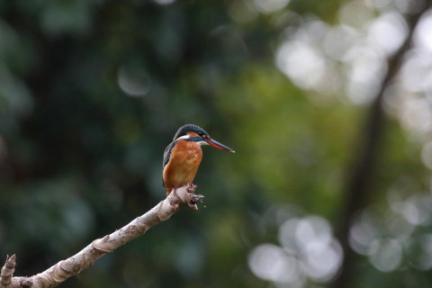 2016/11月 SIGMA150-600C+7D2 焦点距離600mm F8 ss1/2000 ISO3200