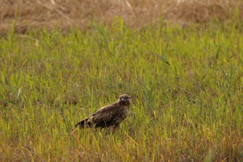 2016/11月 SIGMA150-600C+7D2 焦点距離546mm F8 ss1/500 ISO640