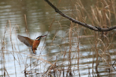 2016/11月 SIGMA150-600C+7D2 焦点距離600mm F8 ss1/2000 ISO3200 Case3