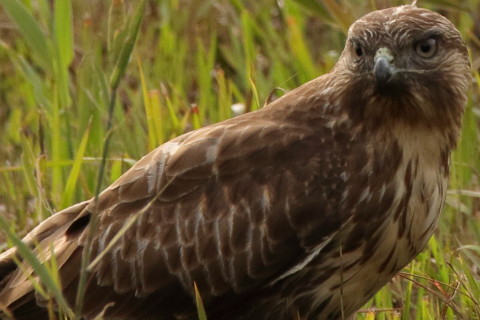 トリミング 2016/11月 SIGMA150-600C+7D2 焦点距離546mm F8 ss1/500 ISO640