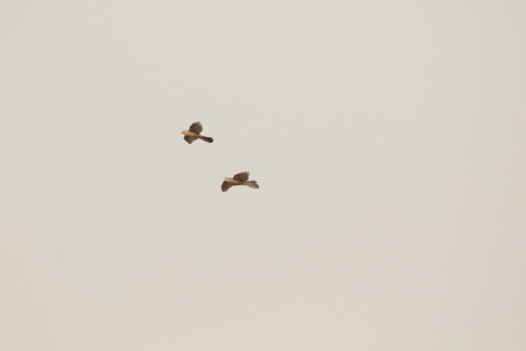 2016/12月 SIGMA150-600C+7D2 焦点距離546mm F8 ss1/1600 ISO800 Case3