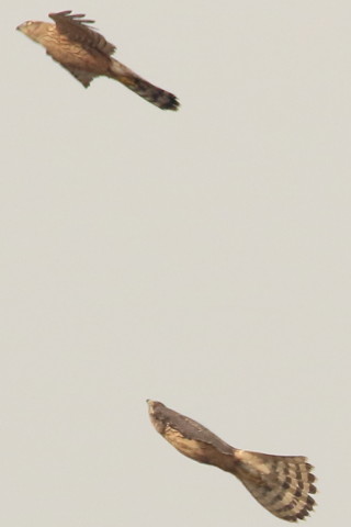 トリミング 2016/12月 SIGMA150-600C+7D2 焦点距離546mm F8 ss1/1600 ISO800 Case3