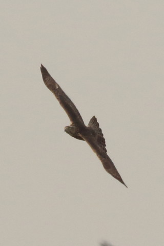 トリミング 2016/12月 SIGMA150-600C+7D2 焦点距離546mm F8 ss1/2500 ISO500 Case3