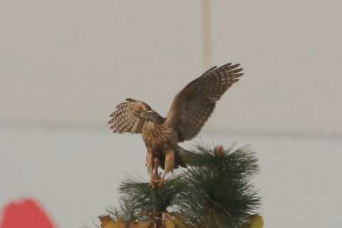 トリミング 2016/12月 SIGMA150-600C+7D2 焦点距離546mm F8 ss1/2500 ISO500 Case3