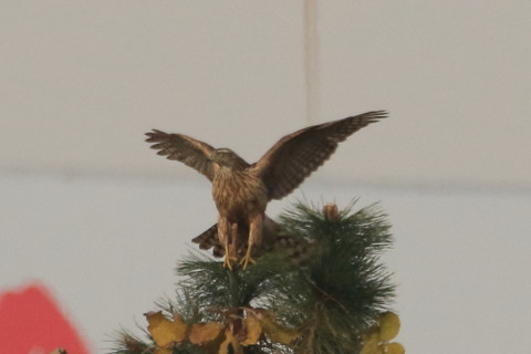 トリミング 2016/12月 SIGMA150-600C+7D2 焦点距離546mm F8 ss1/2500 ISO500 Case3