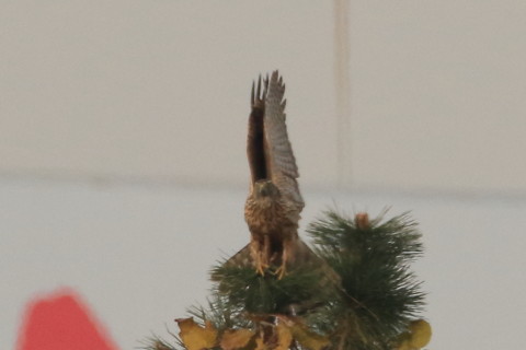 トリミング 2016/12月 SIGMA150-600C+7D2 焦点距離546mm F8 ss1/2500 ISO500 Case3
