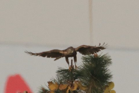 トリミング 2016/12月 SIGMA150-600C+7D2 焦点距離546mm F8 ss1/2500 ISO500 Case3