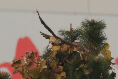 トリミング 2016/12月 SIGMA150-600C+7D2 焦点距離546mm F8 ss1/2500 ISO500 Case3