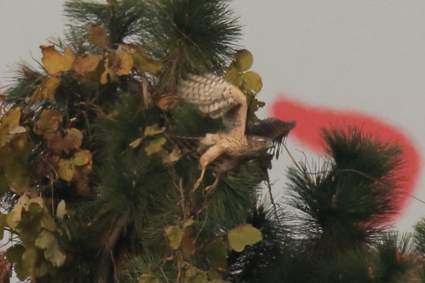 トリミング 2016/12月 SIGMA150-600C+7D2 焦点距離546mm F8 ss1/2500 ISO500 Case3