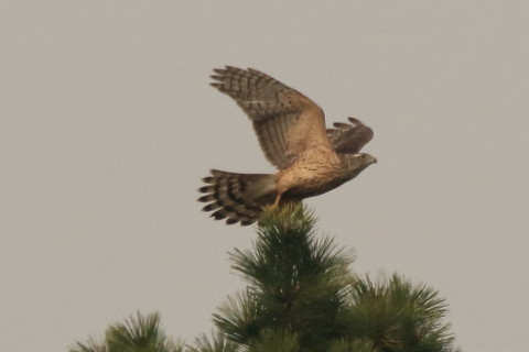 トリミング 2016/12月 SIGMA150-600C+7D2 焦点距離546mm F8 ss1/2500 ISO500 Case3