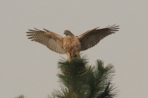 トリミング 2016/12月 SIGMA150-600C+7D2 焦点距離546mm F8 ss1/2500 ISO500 Case3