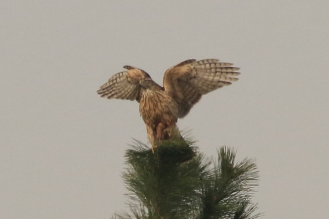 トリミング 2016/12月 SIGMA150-600C+7D2 焦点距離546mm F8 ss1/2500 ISO500 Case3