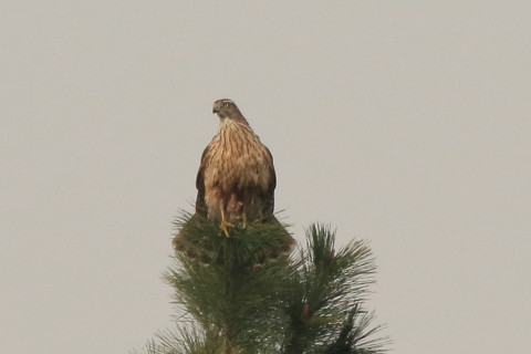 トリミング 2016/12月 SIGMA150-600C+7D2 焦点距離546mm F8 ss1/2500 ISO800 Case3
