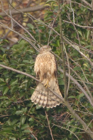 トリミング 2016/12月 SIGMA150-600C+7D2 焦点距離600mm F6.3 ss1/250 ISO200