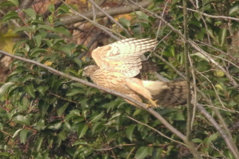 トリミング 2016/12月 SIGMA150-600C+7D2 焦点距離600mm F8 ss1/1250 ISO1250 Case3