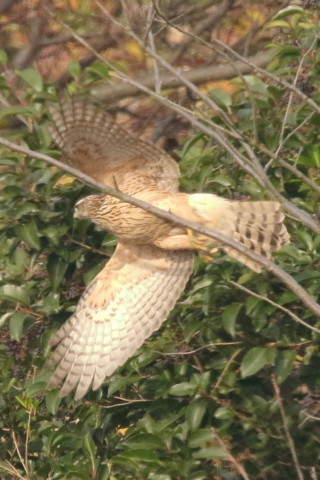 トリミング 2016/12月 SIGMA150-600C+7D2 焦点距離600mm F8 ss1/1250 ISO1250 Case3