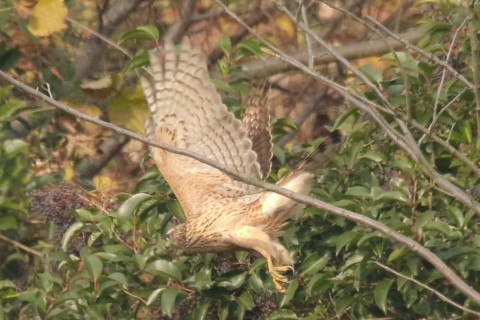 トリミング 2016/12月 SIGMA150-600C+7D2 焦点距離600mm F8 ss1/1250 ISO1250 Case3