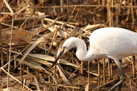 2016/12月 SIGMA150-600C+7D2 焦点距離435mm F8 ss1/250 ISO200