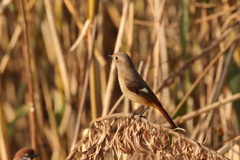 2016/12月 SIGMA150-600C+7D2 焦点距離600mm F8 ss1/1600 ISO1250