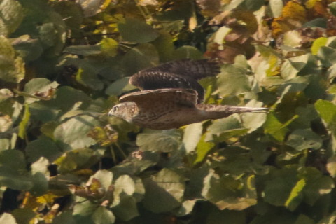 トリミング 2016/12月 SIGMA150-600C+7D2 焦点距離600mm F8 ss1/1600 ISO800 Case3