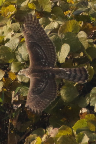 トリミング 2016/12月 SIGMA150-600C+7D2 焦点距離600mm F8 ss1/1600 ISO800 Case3