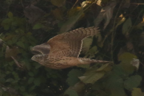 トリミング 2016/12月 SIGMA150-600C+7D2 焦点距離600mm F8 ss1/1600 ISO800 Case3