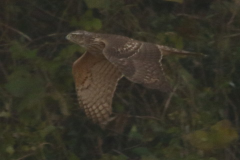 トリミング 2016/12月 SIGMA150-600C+7D2 焦点距離600mm F8 ss1/1600 ISO800 Case3