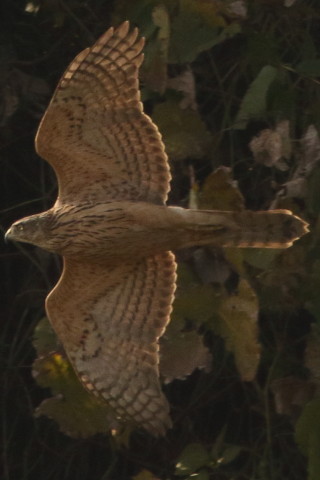 トリミング 2016/12月 SIGMA150-600C+7D2 焦点距離600mm F8 ss1/1600 ISO800 Case3