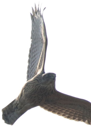 トリミング 2016/12月 SIGMA150-600C+7D2 焦点距離600mm F8 ss1/1600 ISO800 Case3