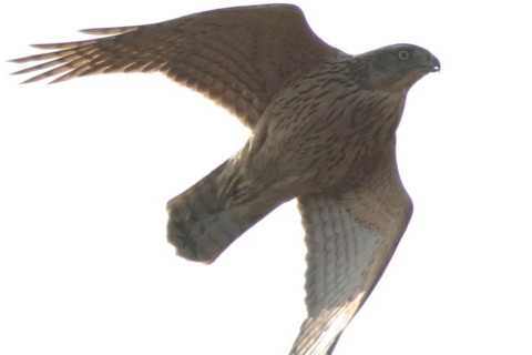 トリミング 2016/12月 SIGMA150-600C+7D2 焦点距離600mm F8 ss1/1600 ISO800 Case3