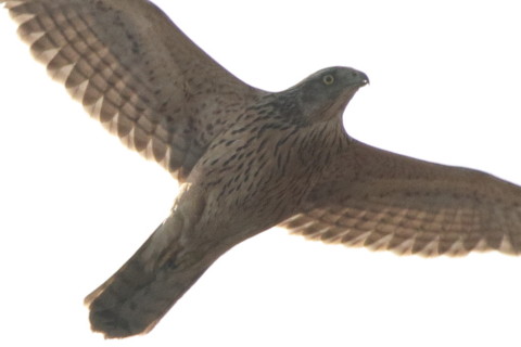 トリミング 2016/12月 SIGMA150-600C+7D2 焦点距離600mm F8 ss1/1600 ISO800 Case3