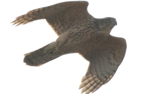 トリミング 2016/12月 SIGMA150-600C+7D2 焦点距離600mm F8 ss1/1600 ISO800 Case3