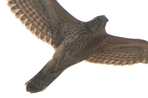 トリミング 2016/12月 SIGMA150-600C+7D2 焦点距離600mm F8 ss1/1600 ISO800 Case3